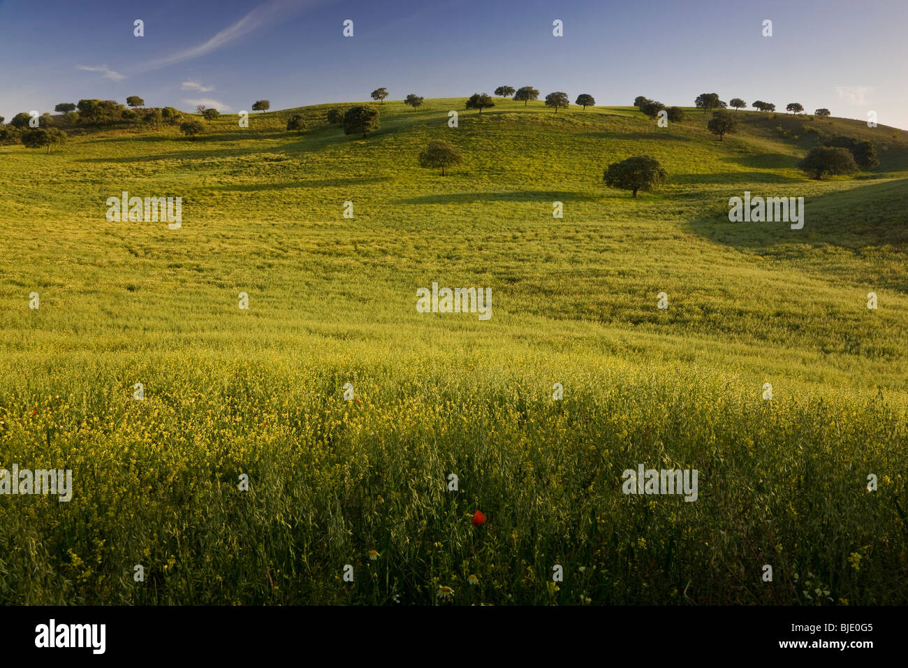 Au printemps, c'Arcos de la Frontera, Andalousie, Espagne Banque D'Images