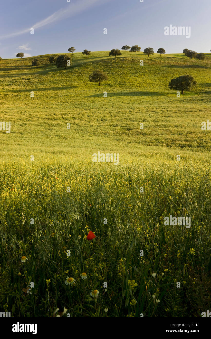 Au printemps, c'Arcos de la Frontera, Andalousie, Espagne Banque D'Images