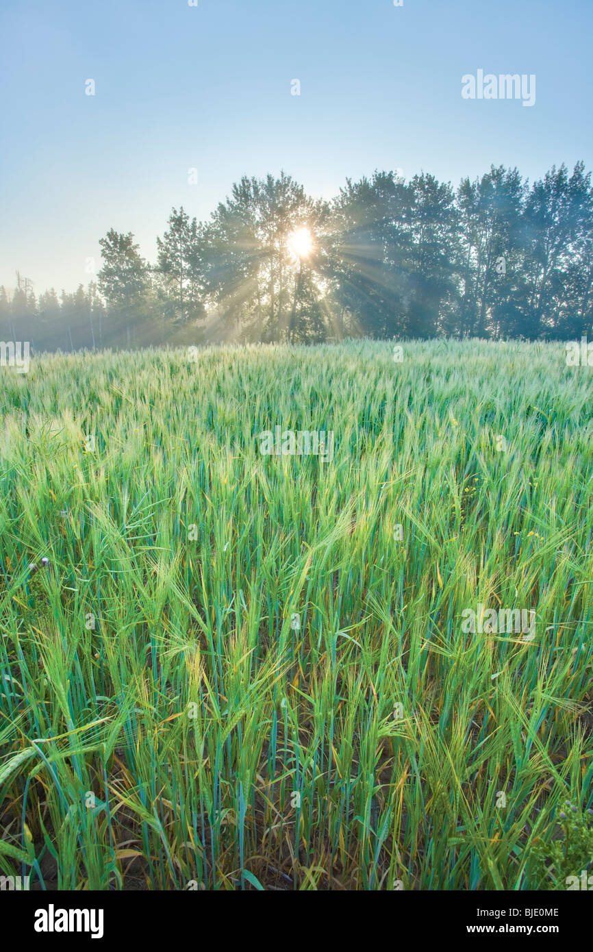 Tôt le matin dans la région de champ de blé, vertical, près de Stony Plain, Alberta, Canada Banque D'Images