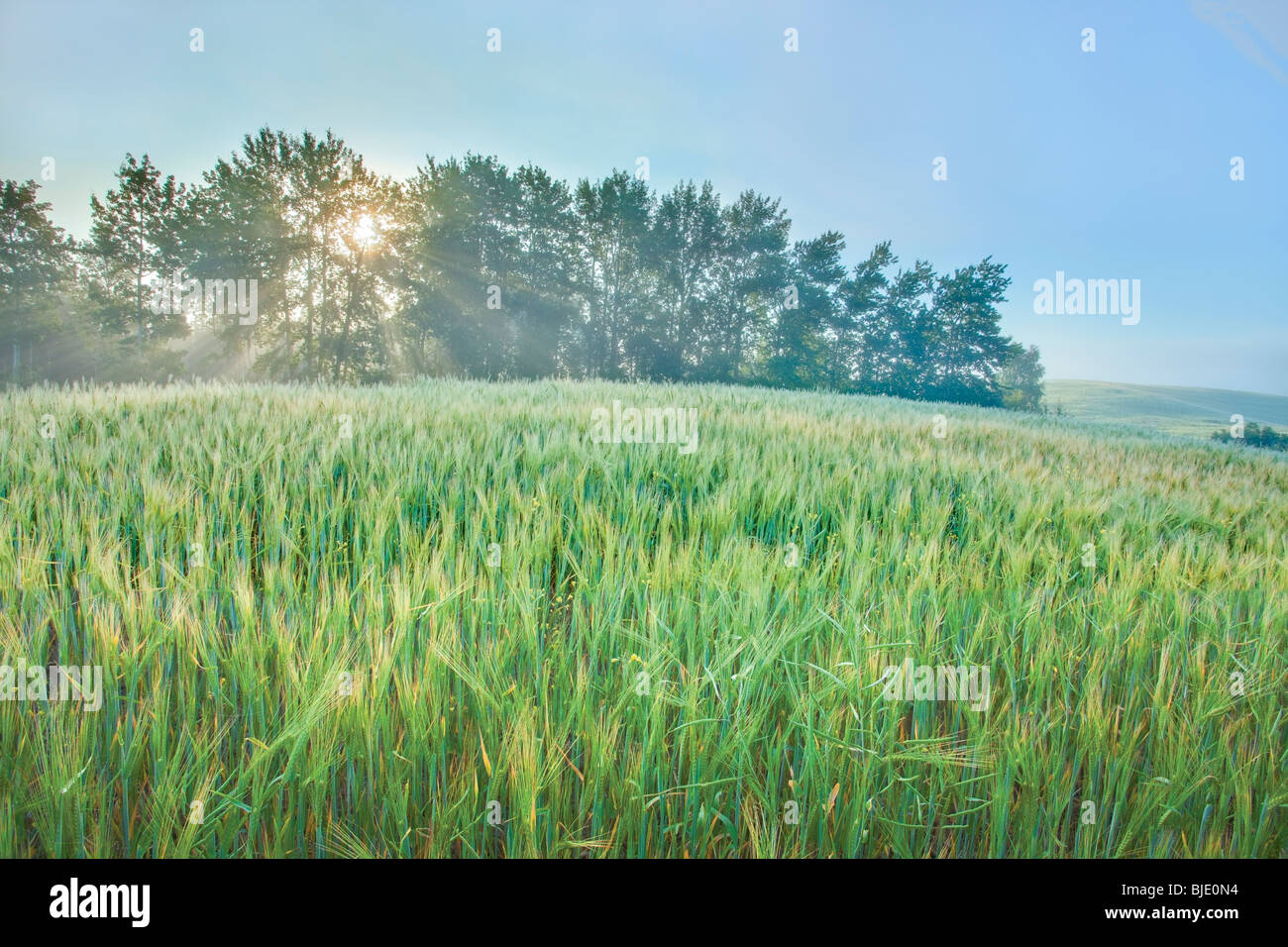 Tôt le matin dans la région de champ de blé, près de Stony Plain, Alberta, Canada Banque D'Images