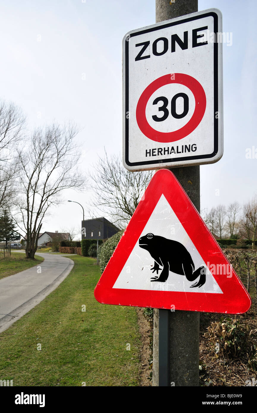 Panneau d'avertissement pour les amphibiens / crapauds traversant la rue pendant la migration annuelle au printemps, Belgique Banque D'Images