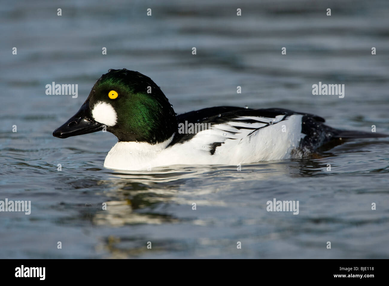 Portrait d'Islande (Bucephala clangula) natation, Zélande, Pays-Bas Banque D'Images