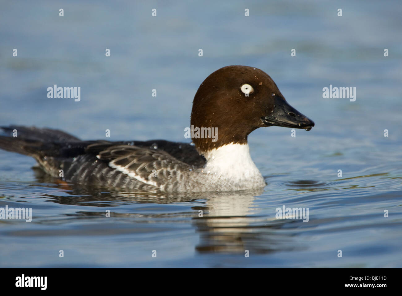 Portrait de femme (Goldeneye Bucephala clangula) natation, Zélande, Pays-Bas Banque D'Images
