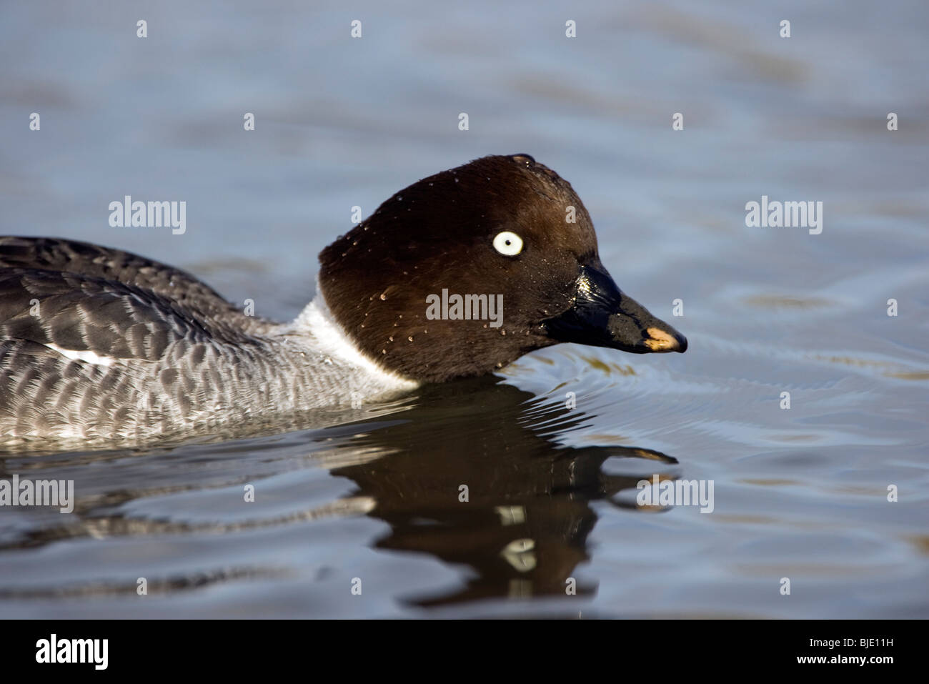 Close up of female Islande (Bucephala clangula) natation, Zélande, Pays-Bas Banque D'Images