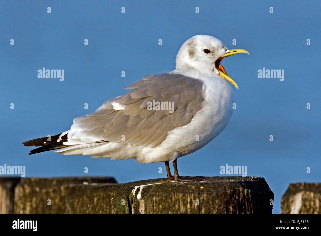 Mouette tridactyle (Rissa tridactyla) sur les brise-lames en bois en hiver, Cadzand, Nouvelle-Zélande, Pays-Bas Banque D'Images