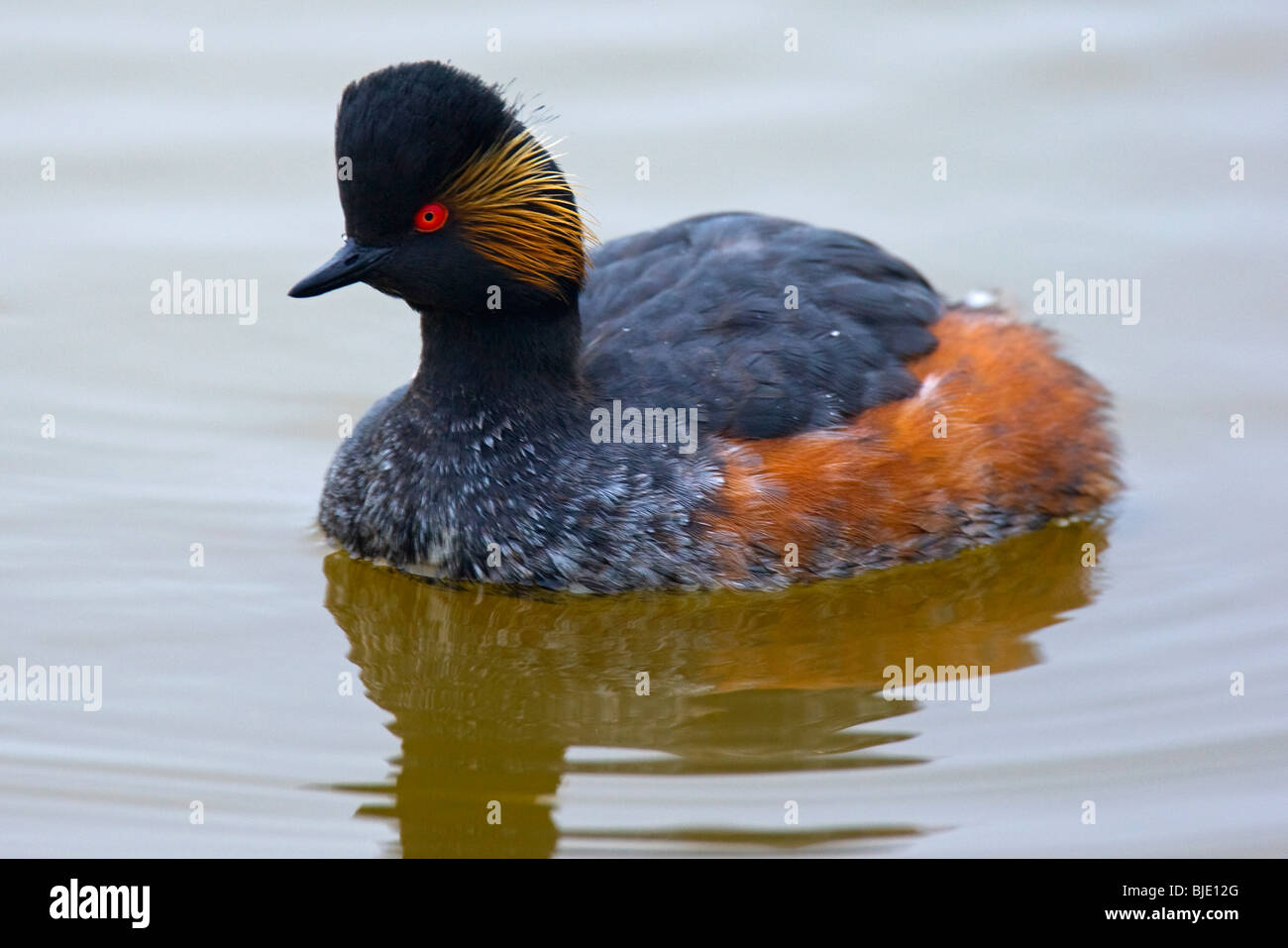 Grèbe à cou noir Grèbe / (Podiceps nigricollis) plumage en été sur un lac, Zélande, Pays-Bas Banque D'Images