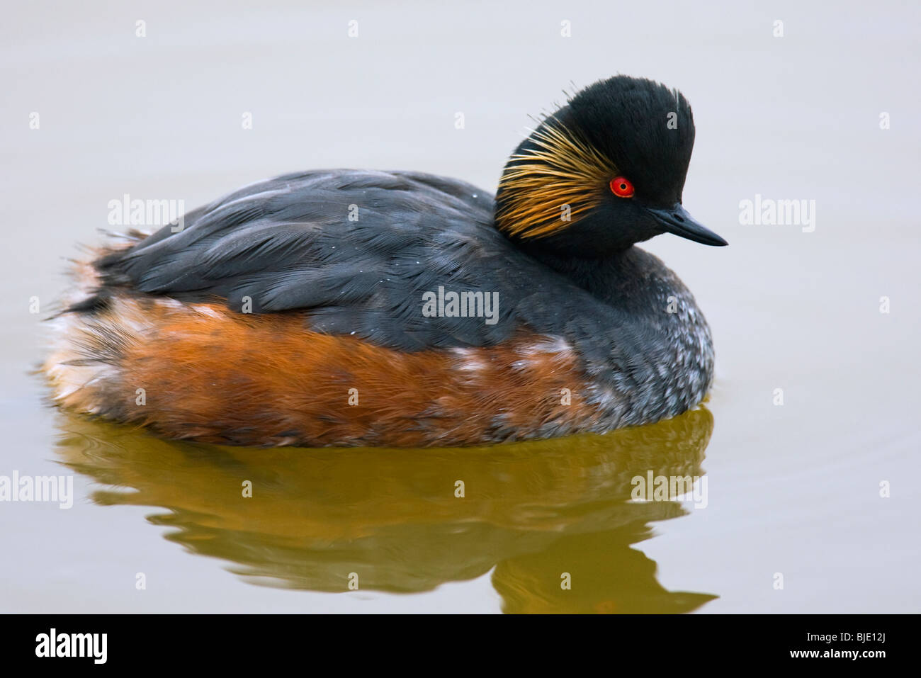Grèbe à cou noir Grèbe / (Podiceps nigricollis) plumage en été sur un lac, Zélande, Pays-Bas Banque D'Images