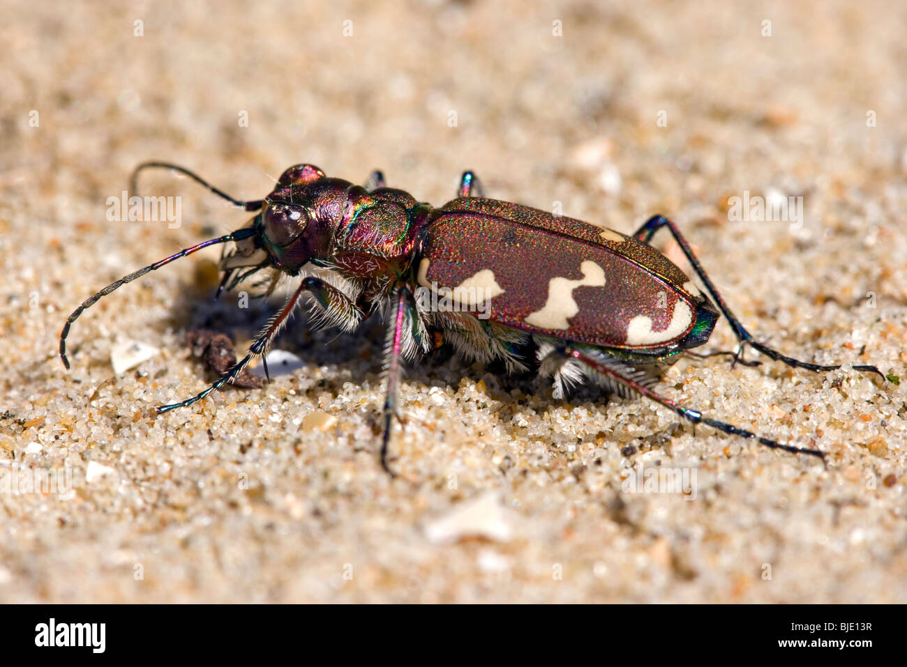 Dune du nord tiger beetle (Cicindela hybrida) dans dune de sable, de panne, Belgique Banque D'Images