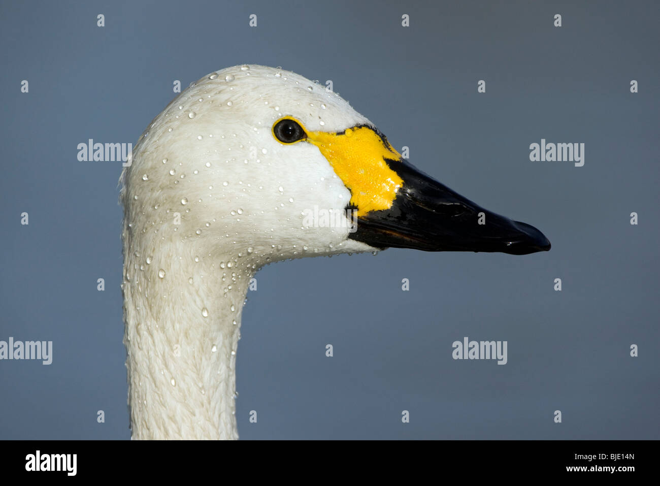 Le cygne de Bewick (Cygnus bewickii) close up, l'Angleterre, l'Europe Banque D'Images