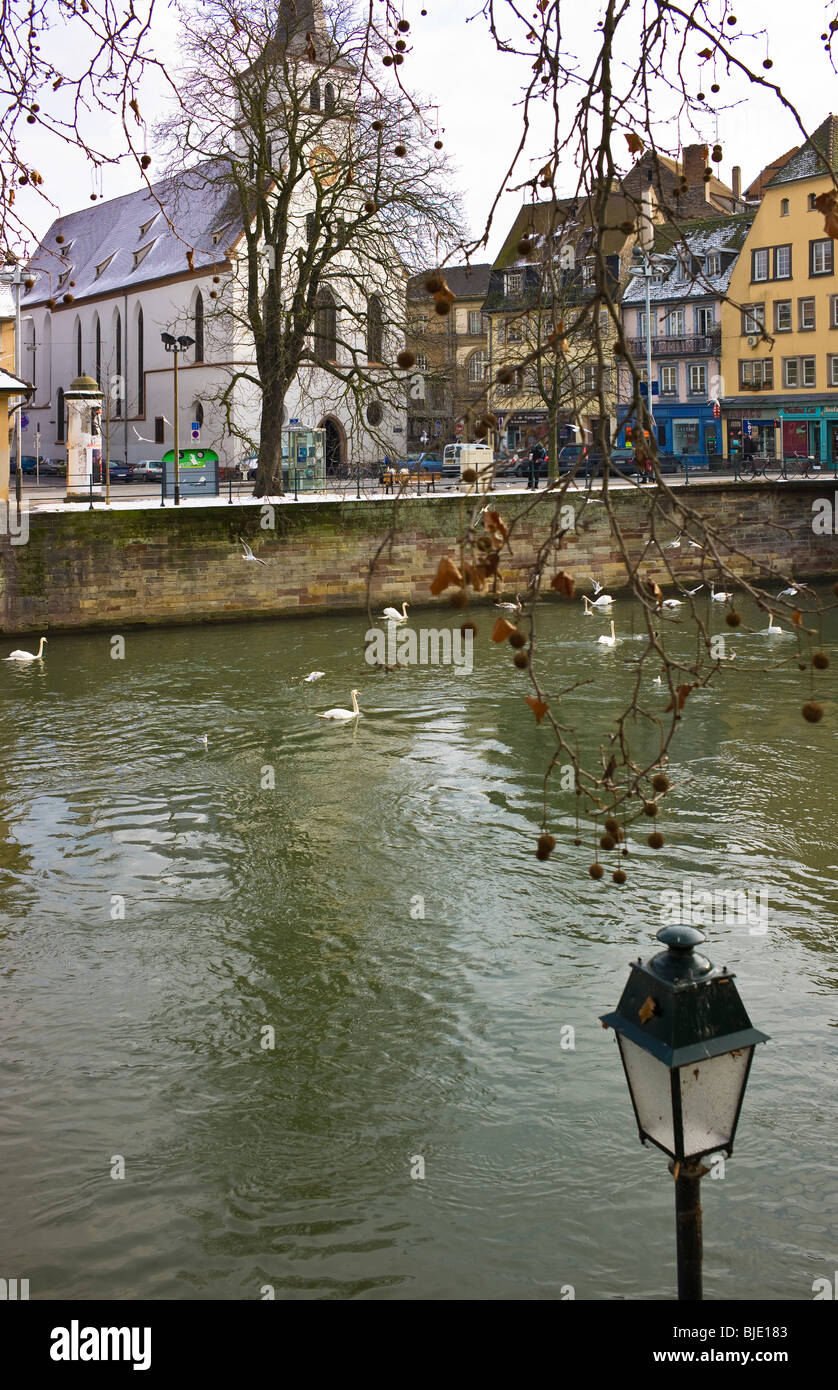 Les cygnes et les mouettes sur l'ILL en hiver, Strasbourg, Alsace, France Banque D'Images