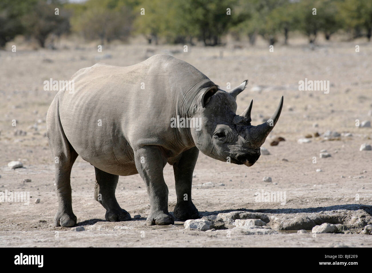 Un de plus en plus rares, surtout nocturnes, les rhinocéros noirs d'être très prudent dans la lumière du jour Banque D'Images