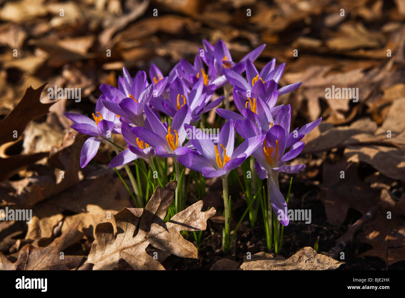 Groupe de fleurs de Crocus Tommasinianus violettes gros plan vu de dessus vue aérienne vente sur alamy horizontal aux USA US haute résolution Banque D'Images