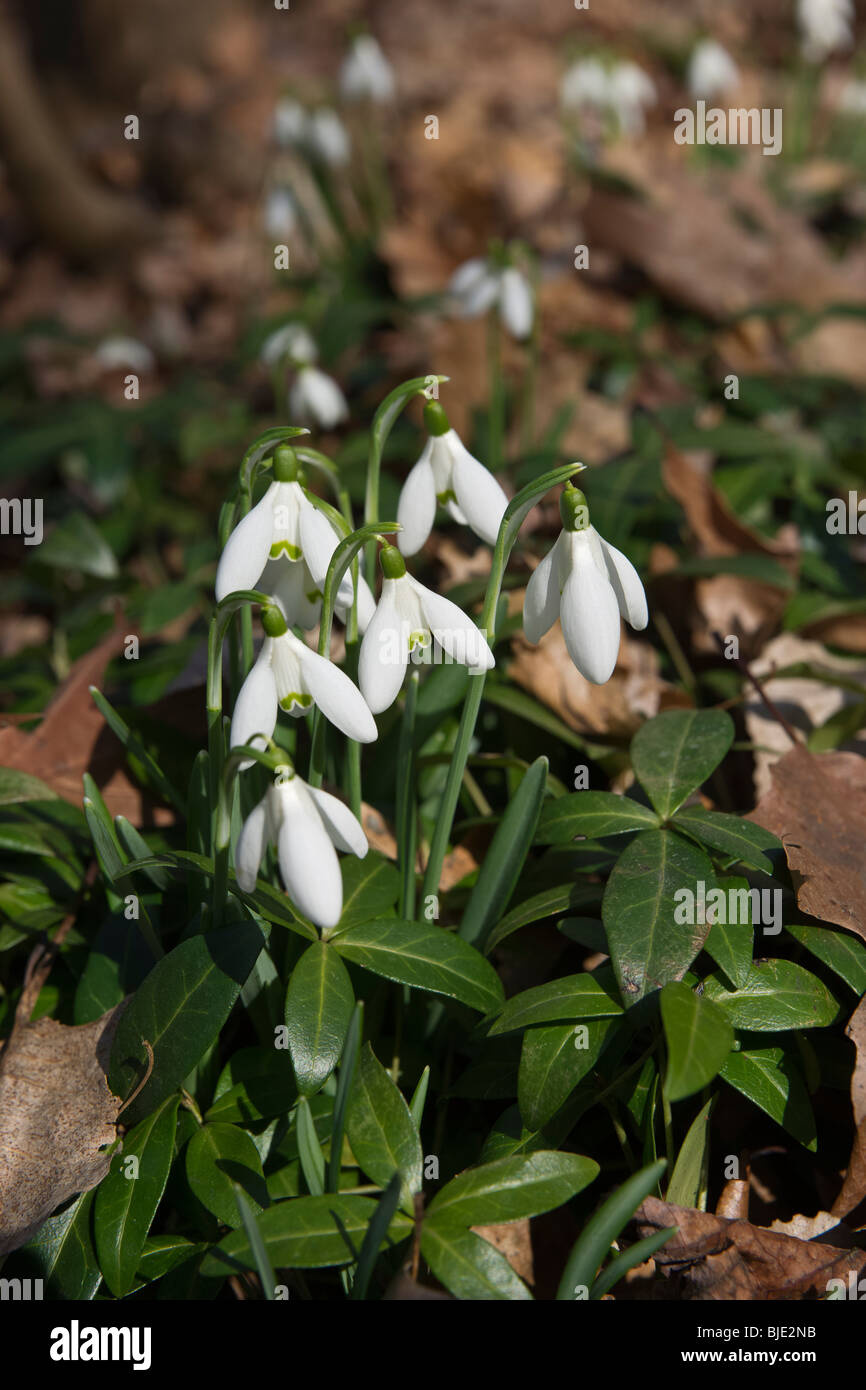 Groupe de gouttes de neige commune blanche groupe de fleurs (Galanthus nivalis) feuilles séchées début printemps parc de la ville personne flou flou flou arrière-plan haute résolution Banque D'Images