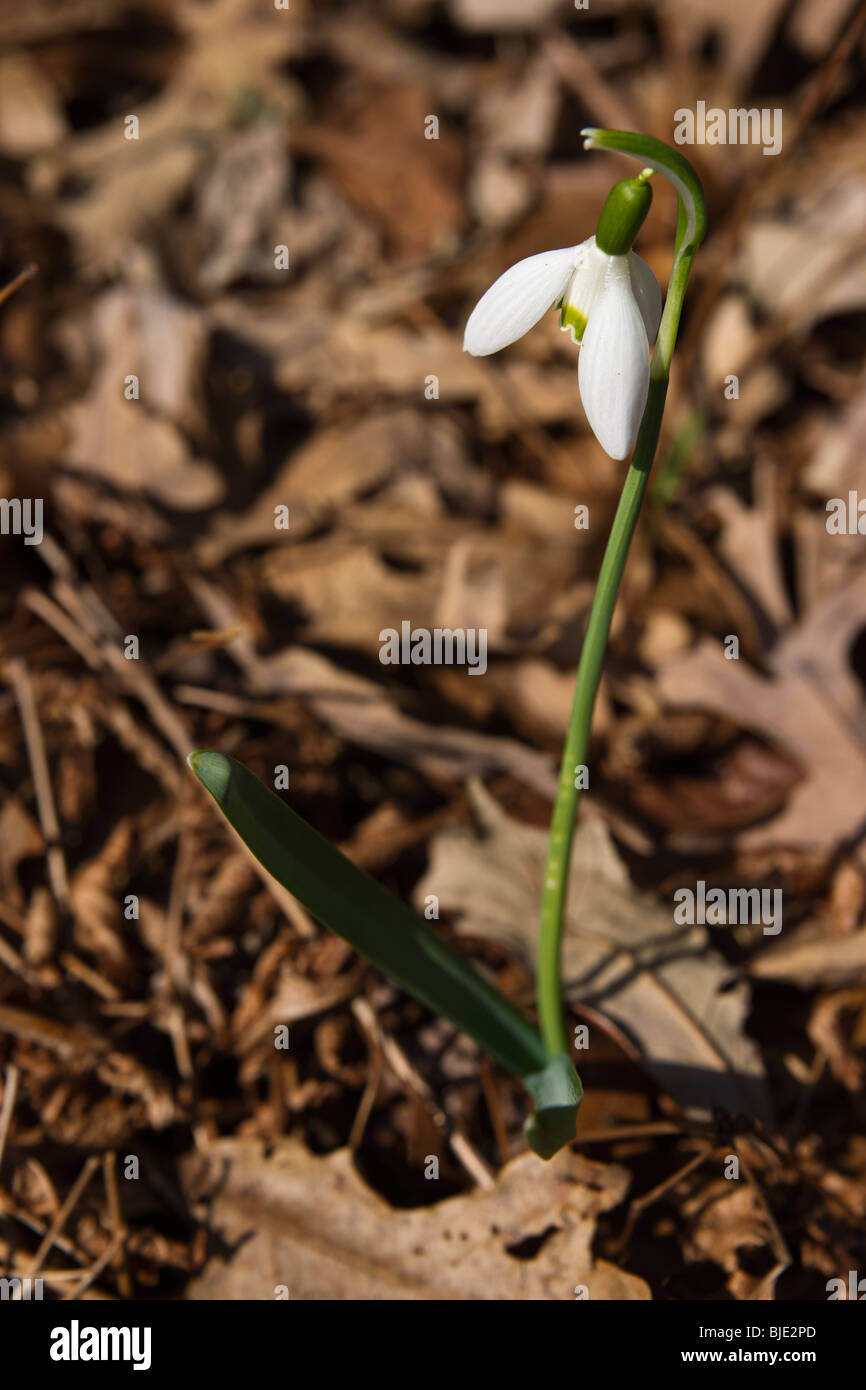 Fleur de goutte de neige commune blanche unique (Galanthus nivalis) à travers les feuilles tombées séchées début du printemps par le haut flou flou flou arrière-plan haute résolution Banque D'Images