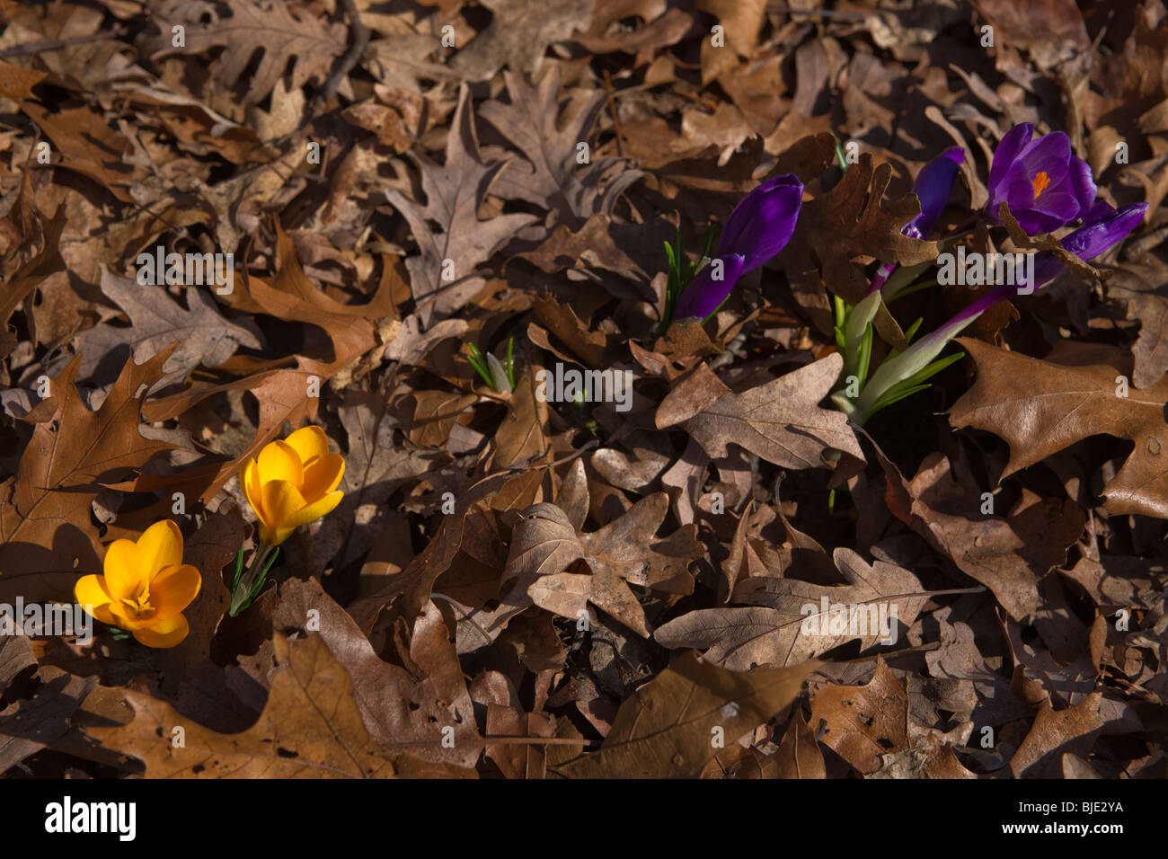 Fleurs de crocus jaune florissantes feuilles sèches au début du printemps vue de dessus personne flou flou flou arrière-plan le sol haute résolution Banque D'Images
