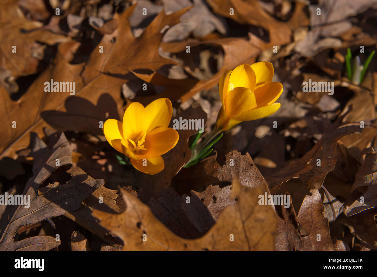 Crocus jaunes florissants fleurs de bronze zwanenburg feuilles de chêne séchées début printemps vue de dessus personne flou flou flou arrière-plan haute résolution Banque D'Images