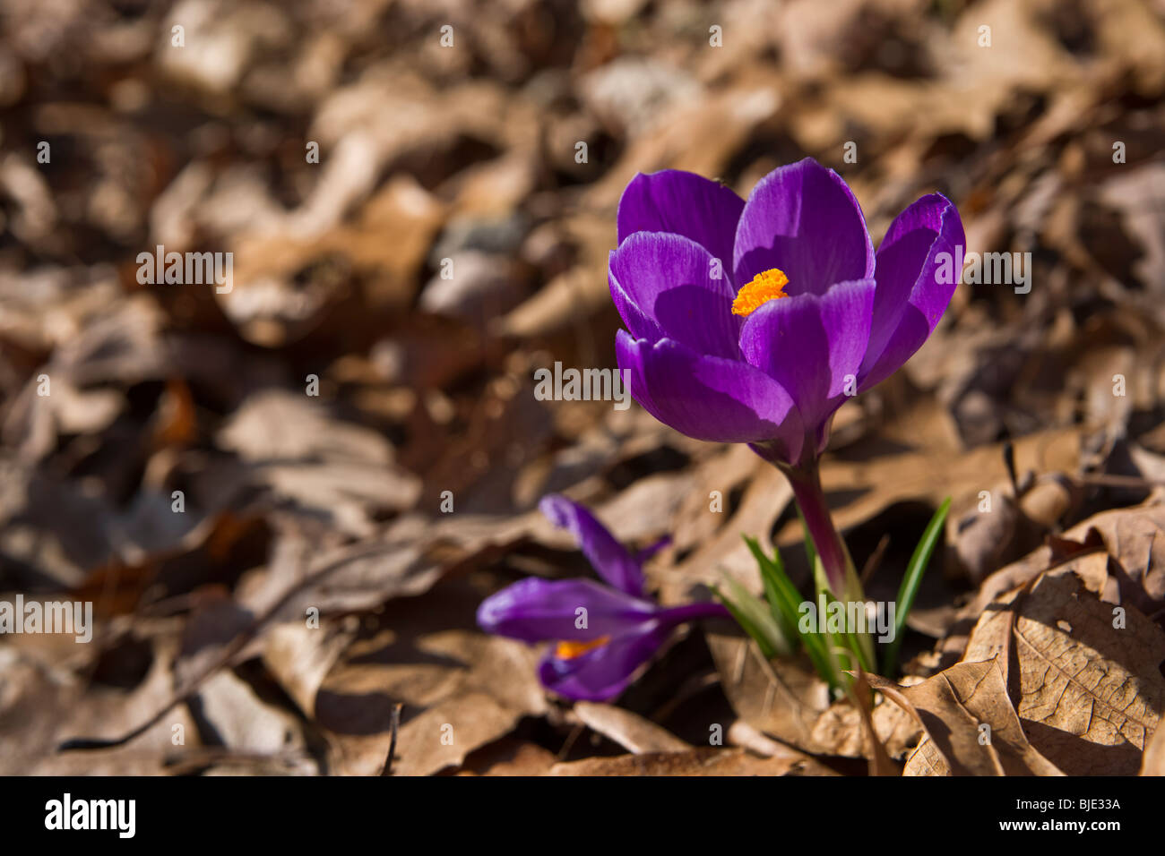 Simple violet Crocus Chrysanthus gros plan dessus vue de dessus flou arrière-plan personne horizontal dans l'Ohio USA US haute résolution Banque D'Images