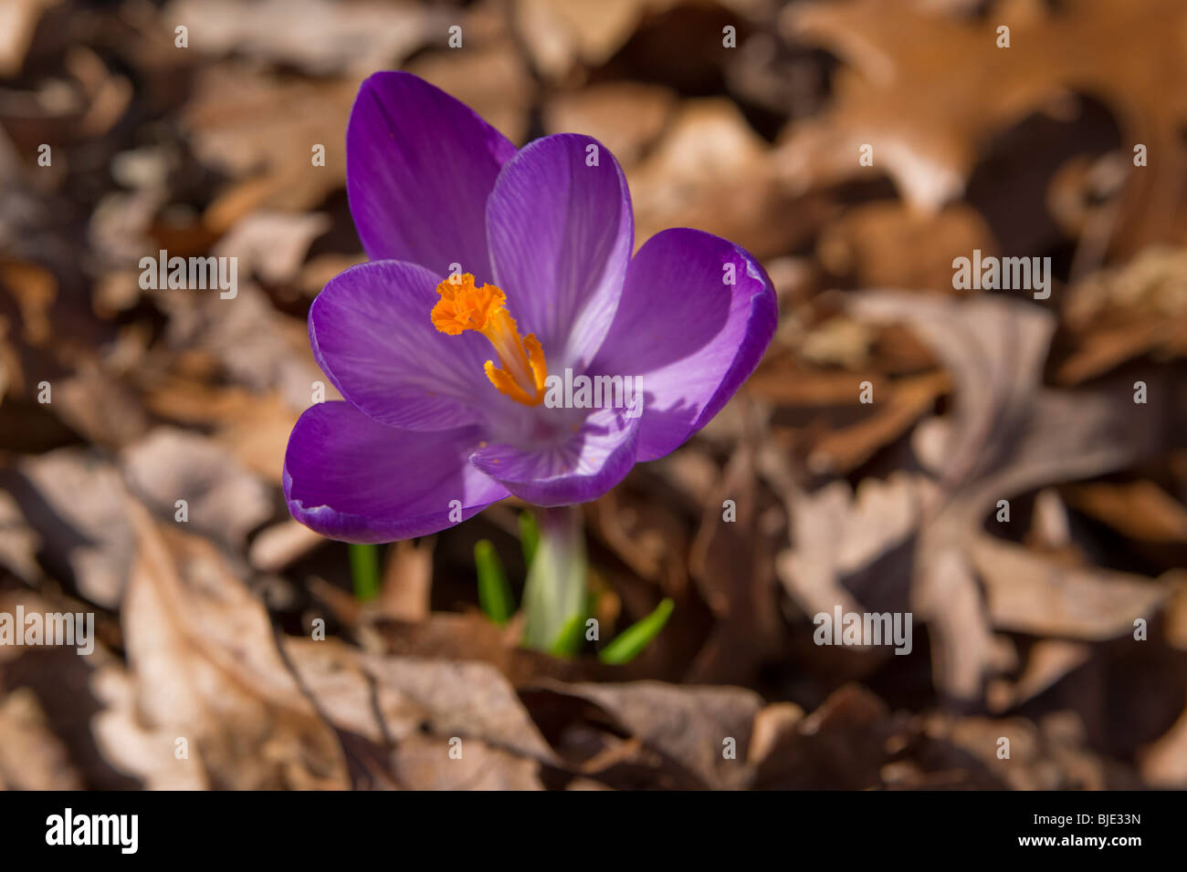 Simple violet Crocus Chrysanthus gros plan dessus vue de dessus flou arrière-plan personne horizontal dans l'Ohio USA US haute résolution Banque D'Images
