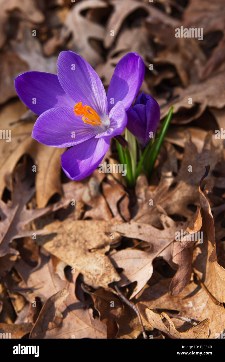 Simple violet Crocus Chrysanthus gros plan au-dessus vue de dessus flou arrière-plan personne vertical dans l'Ohio USA haute résolution des États-Unis Banque D'Images