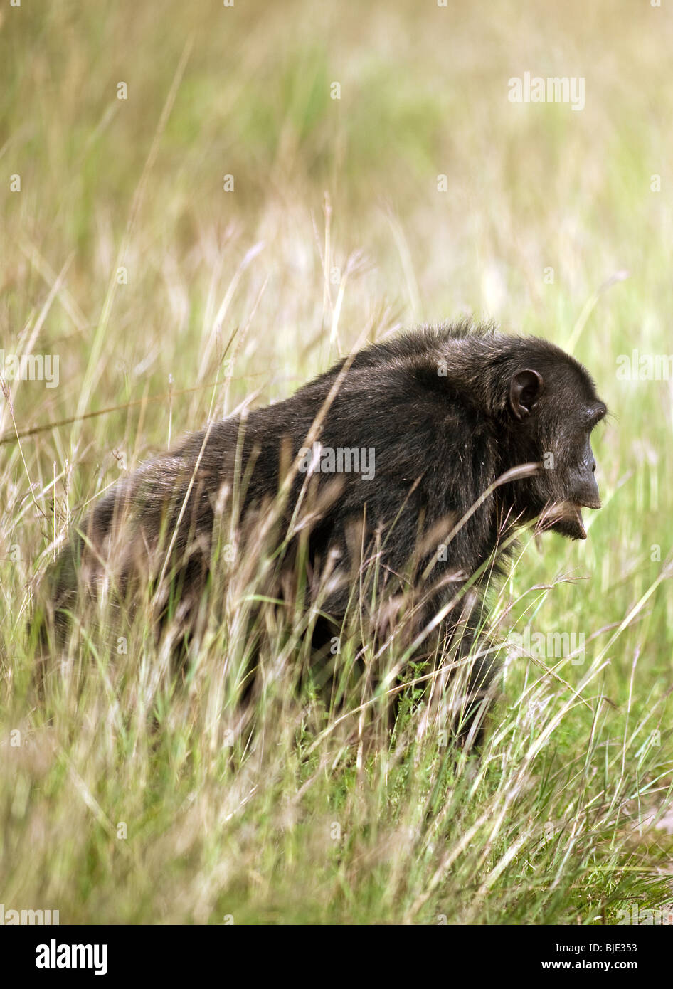 Brutus, Alpha-mâle, dans la savane de l'herbe sur son voyage risqué à un figuier fructification 1/3 mile Banque D'Images