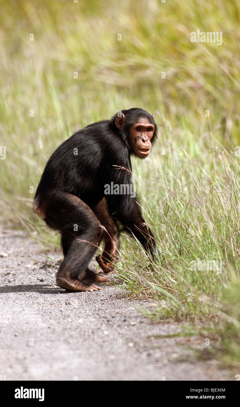 Kihango à nerveux qu'il traverse la route des gorges d'entrer dans la savane de l'herbe sur son périlleux voyage vers un figuier fructification Banque D'Images