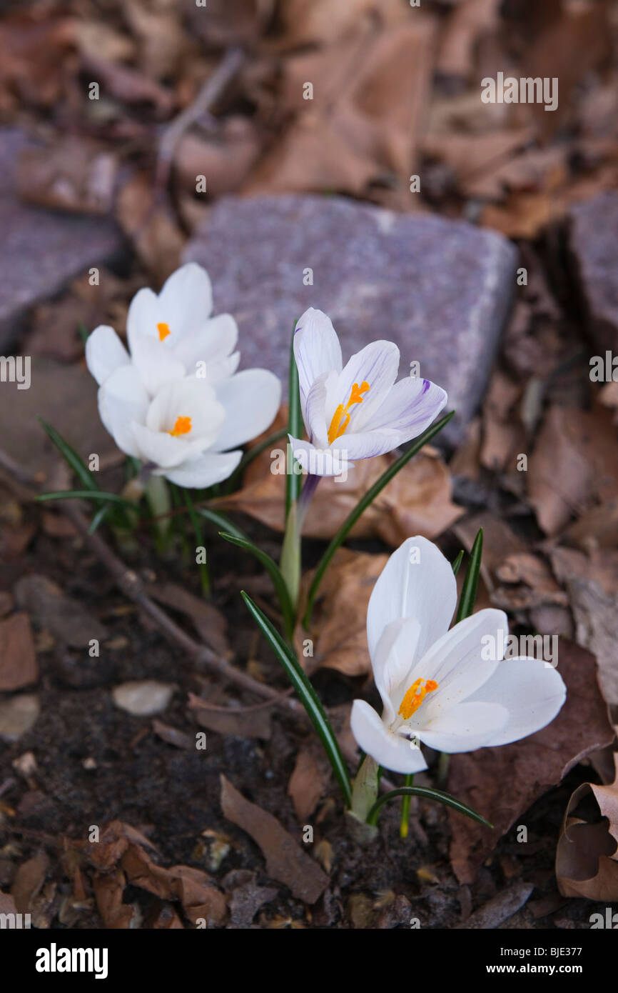 Blanc Crocus Chrisanthus Ard Shenk Pictures images photos photographie très haute résolution d'en haut format vertical aux Etats-Unis US haute résolution Banque D'Images