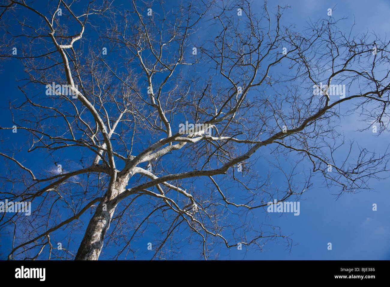 Un arbre unique avec les branches sans feuilles photographié de bas en bas, images photos à vendre sur Alamy aux États-Unis US horizontal haute résolution Banque D'Images