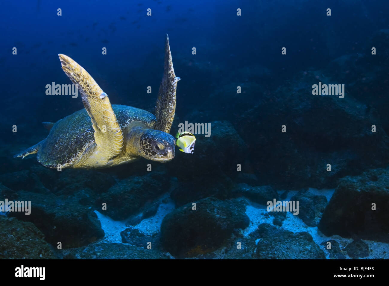 Galápagos une tortue de mer verte et une médiocre voler au-dessus de récifs dans la partie nord de l'archipel des Galapagos. Banque D'Images