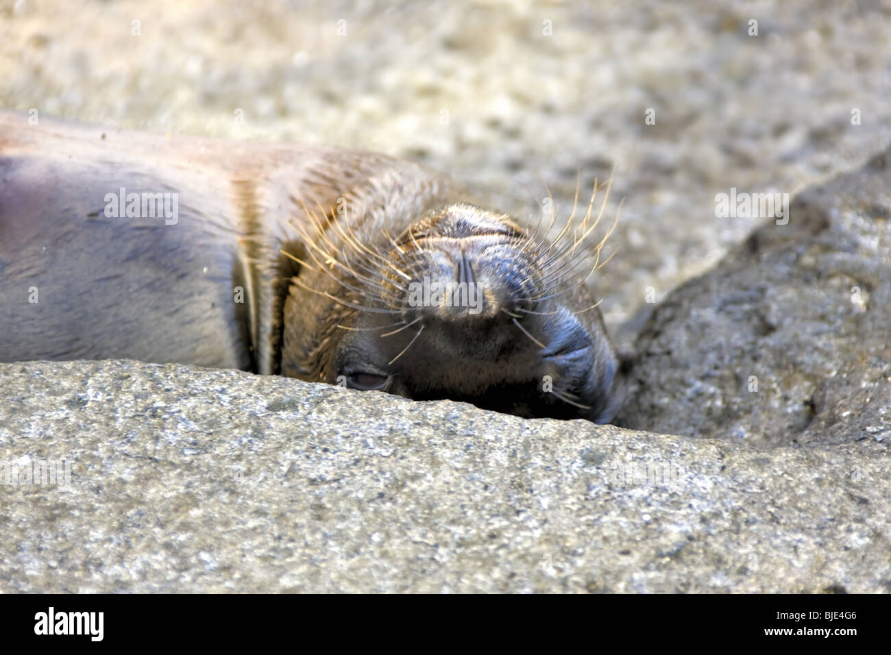 Un lion de mer des Galápagos dort sur son dos entre les roches à l'île de Santa Cruz dans l'archipel des Galapagos. Banque D'Images