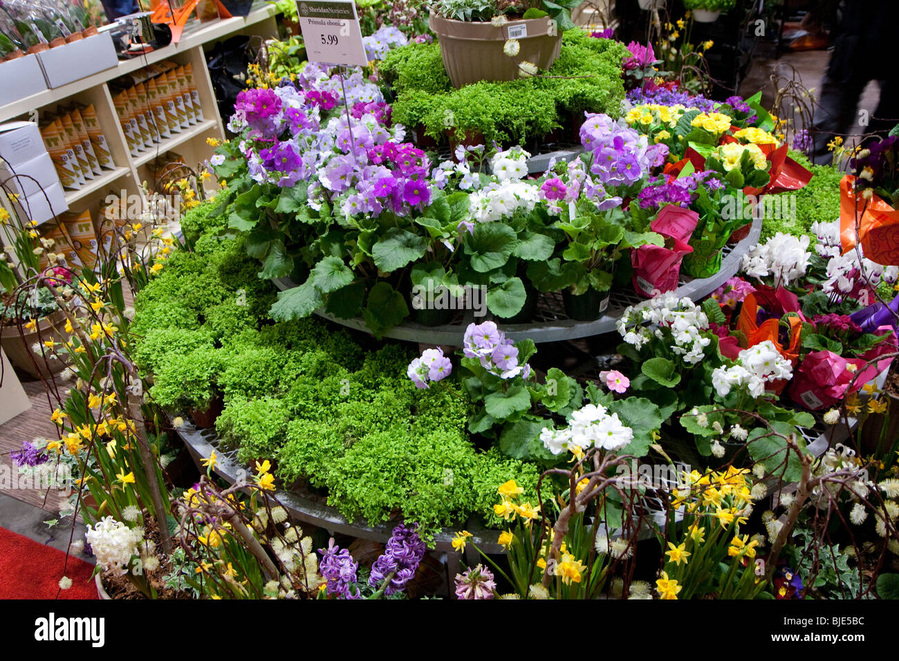 Un mélange coloré de fleurs et plantes sur l'affichage Banque D'Images