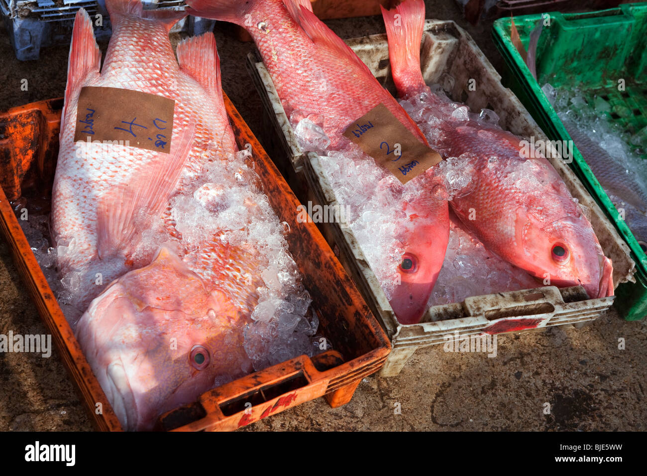 Des scènes de Ranong, un marché aux poissons très animé en Thaïlande, près de la frontière du Myanmar (Birman). Banque D'Images