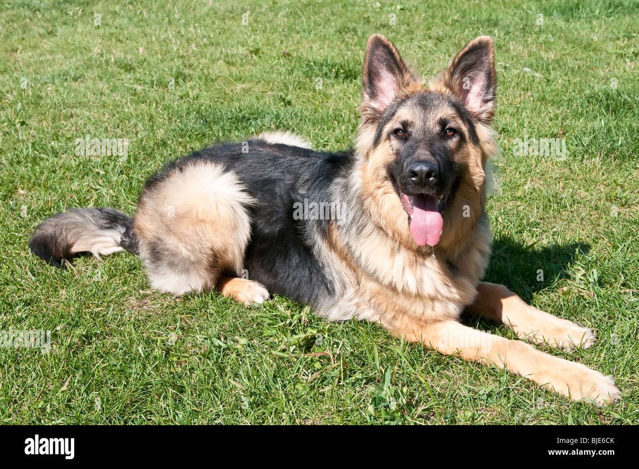 gsd long coat puppy