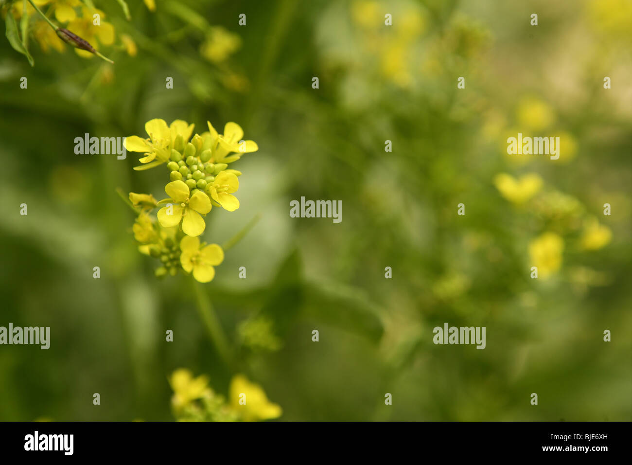 Fleur de moutarde Sinapis fleurs jaunes de l'Aiba et des plantes, de la nature Banque D'Images