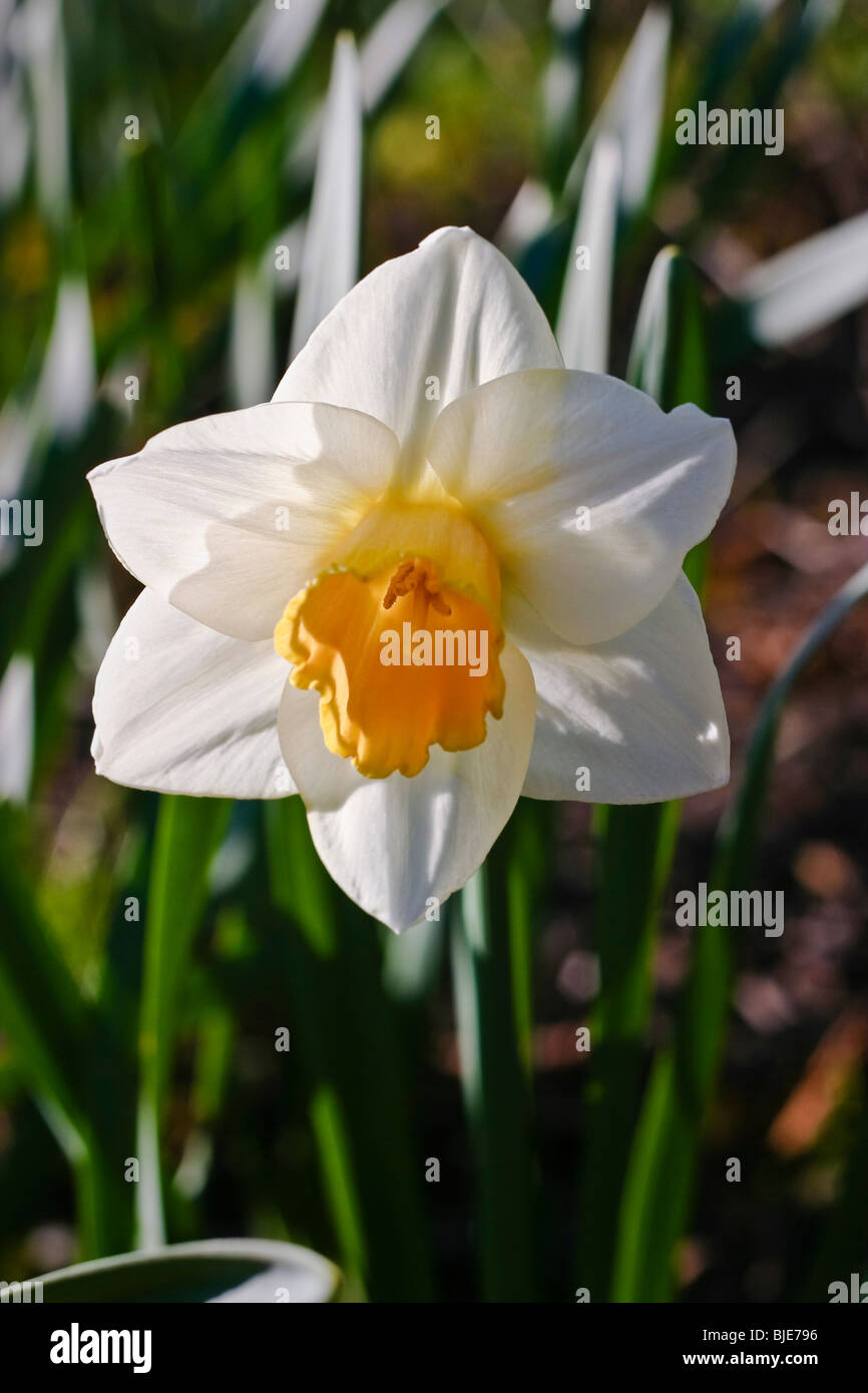 Fleur jonquille blanche close-up Banque D'Images