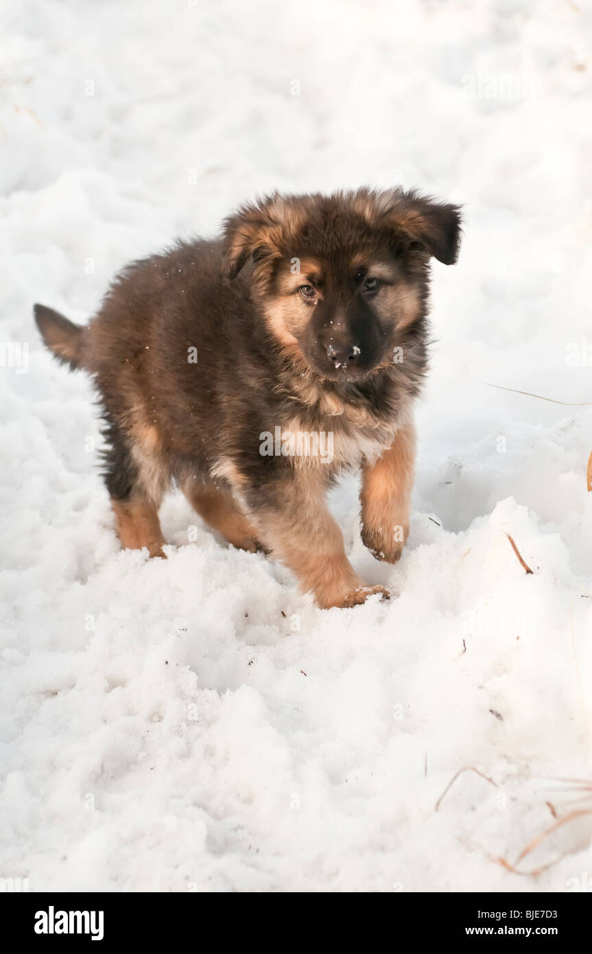 Chiot berger allemand, neuf (9) semaines, debout dans la neige Banque D'Images