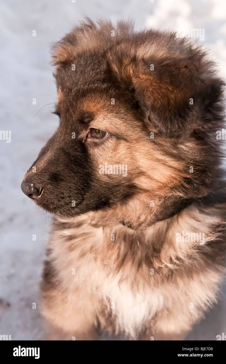 Chiot berger allemand, neuf (9) semaines, portrait dans la neige Banque D'Images