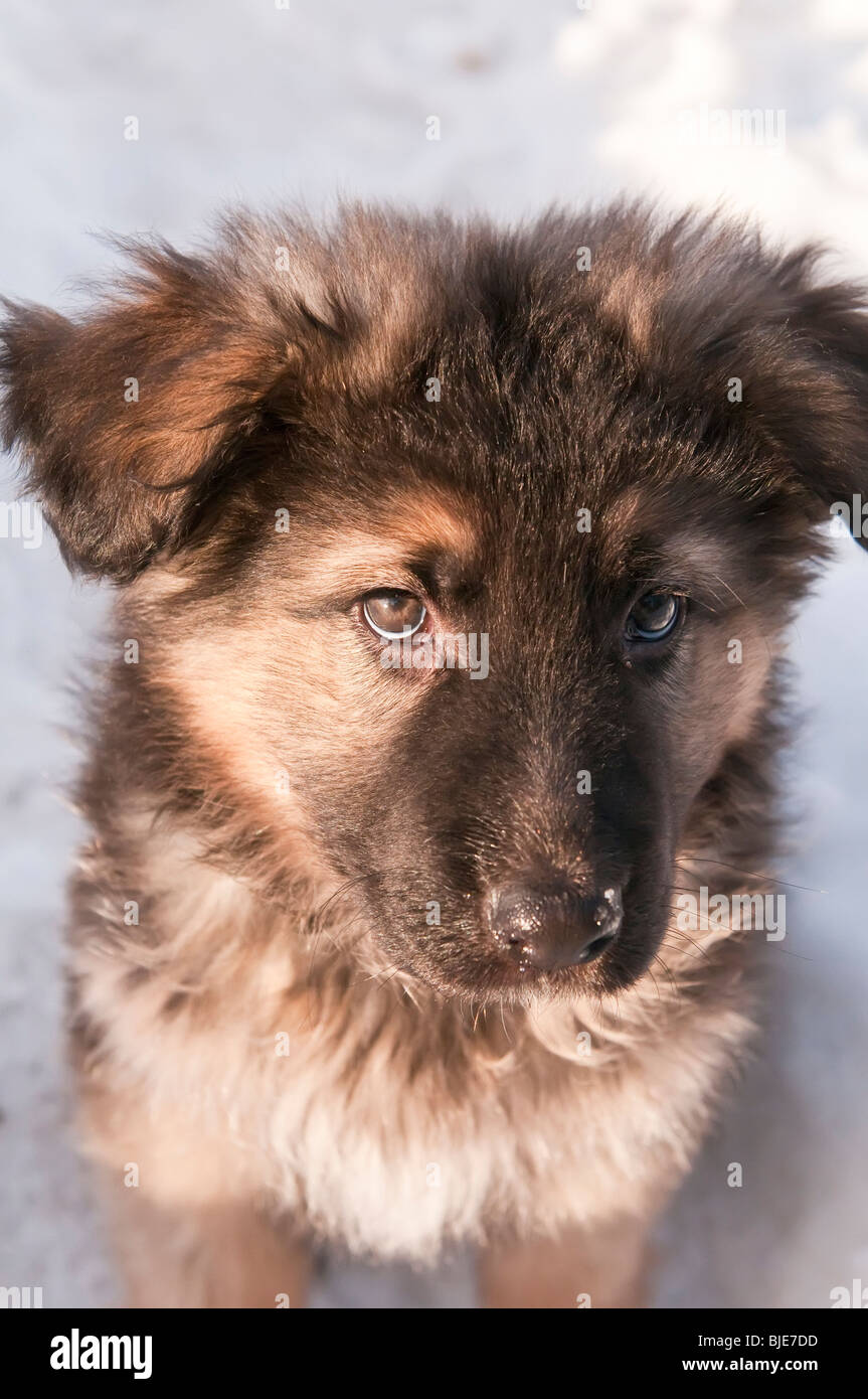 Chiot berger allemand, neuf (9) semaines, portrait de chien dans la neige Banque D'Images