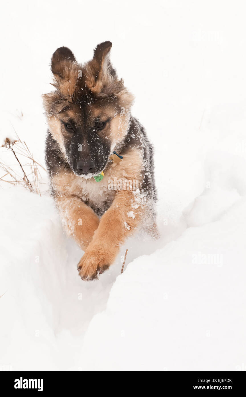 Berger Allemand, Canis lupus familiaris, poil long chiot, 14 semaines, la course dans la neige Banque D'Images