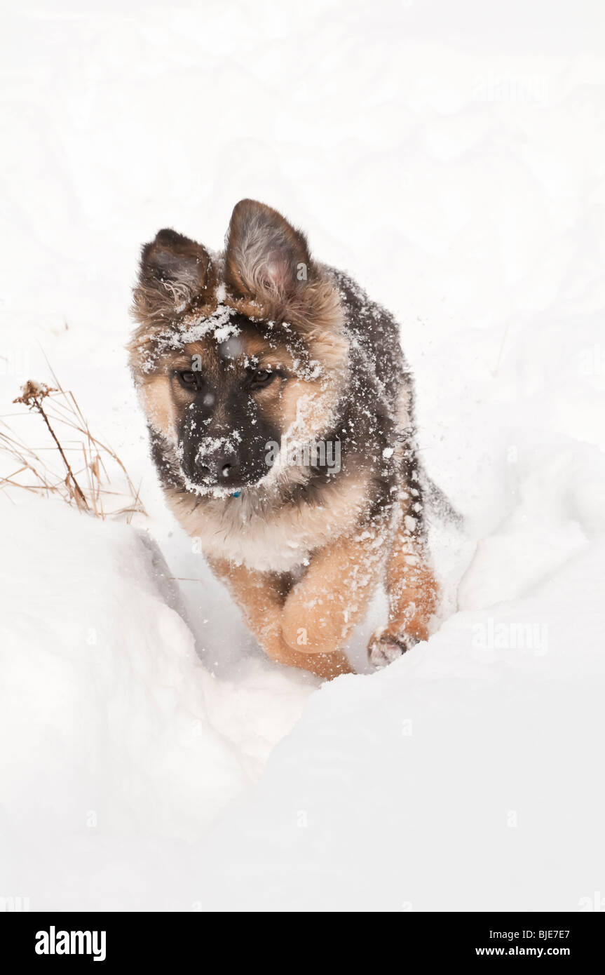 Berger Allemand, Canis lupus familiaris, poil long chiot, 14 semaines, la course dans la neige Banque D'Images