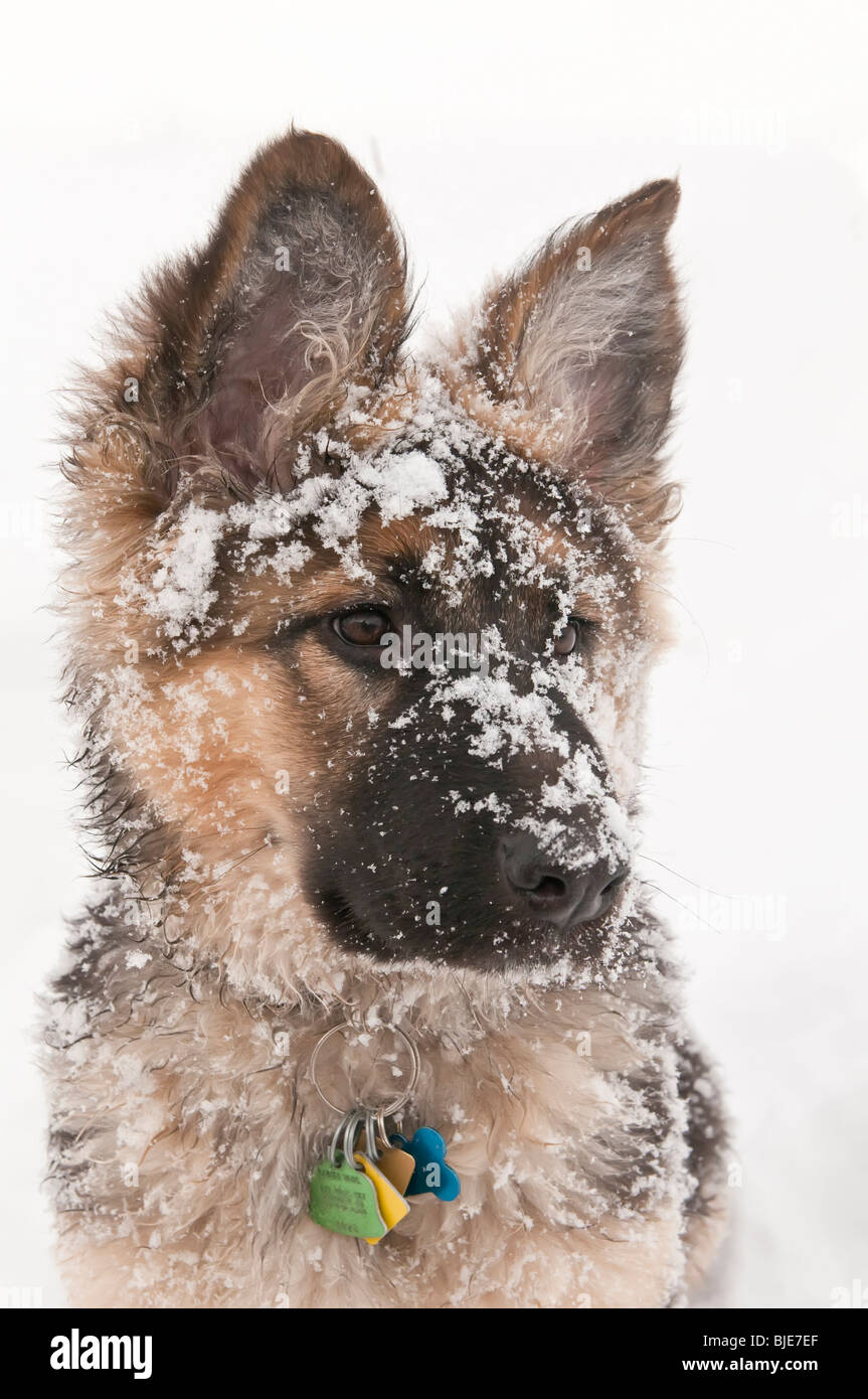 Berger Allemand, Canis lupus familiaris, poil long chiot, 14 semaines, dans la neige, Banque D'Images