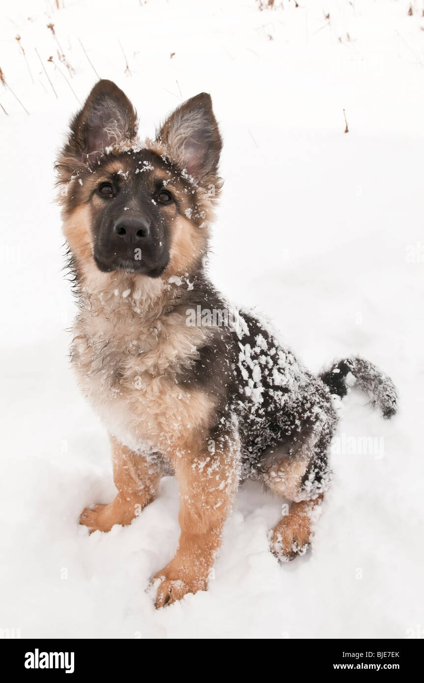 Berger Allemand, Canis lupus familiaris, poil long chiot, 14 semaines, assis dans la neige Banque D'Images