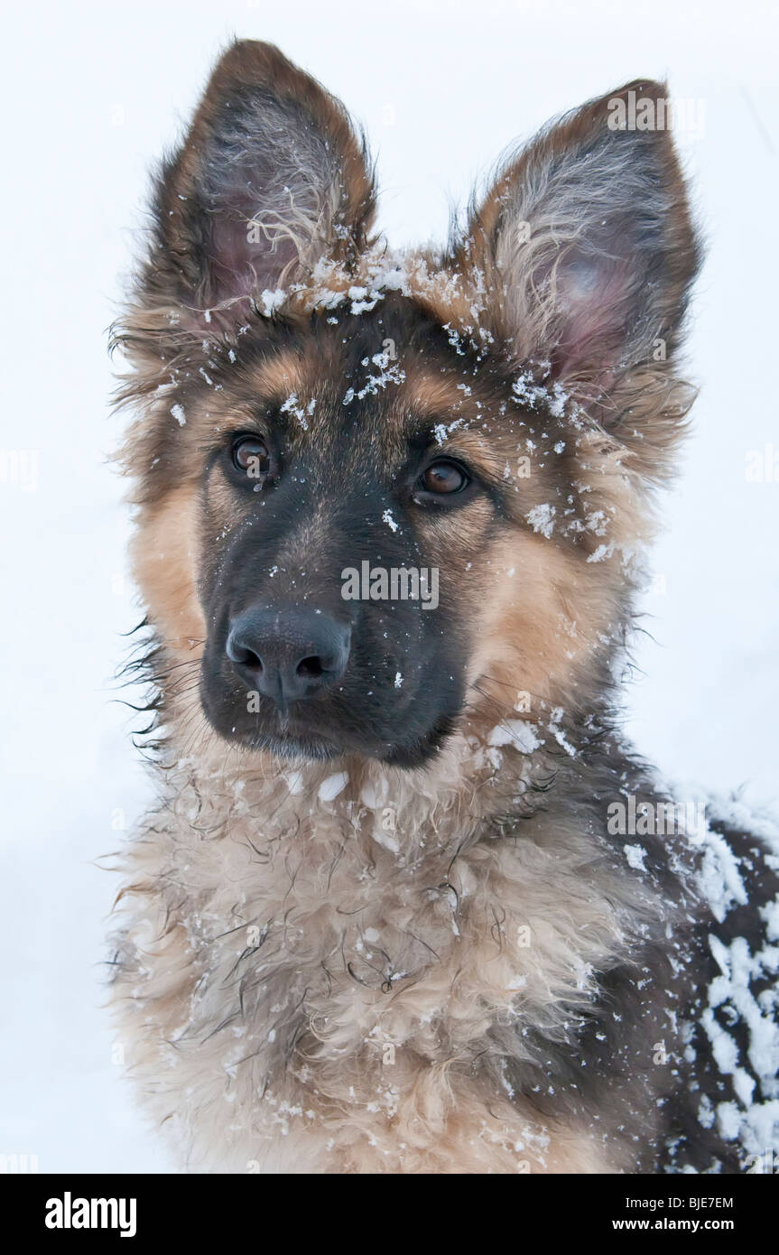 Berger Allemand, Canis lupus familiaris, poil long chiot, 14 semaines, dans la neige Banque D'Images