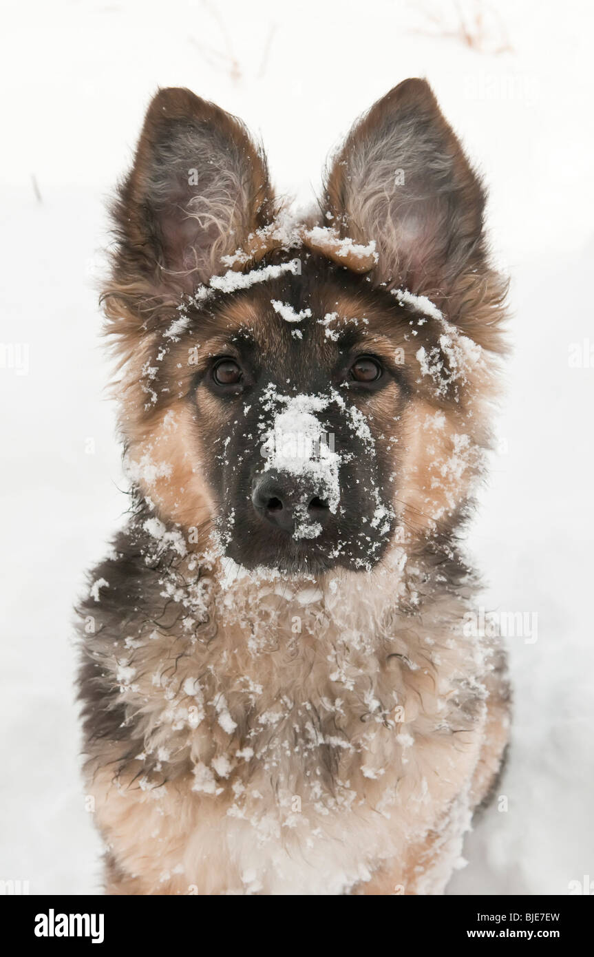 Berger Allemand, Canis lupus familiaris, poil long chiot, 14 semaines, dans la neige, Banque D'Images