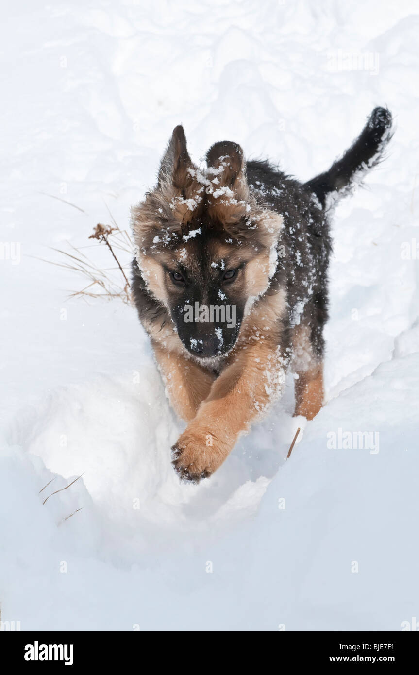 Berger Allemand, Canis lupus familiaris, poil long chiot, 14 semaines, dans la neige Banque D'Images