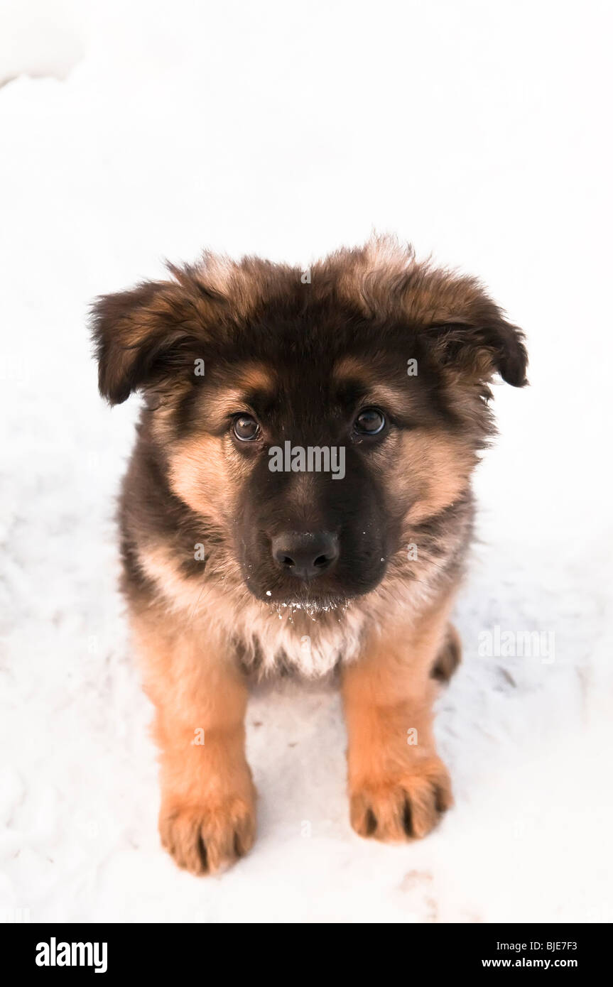 Berger Allemand, Canis lupus familiaris, poil long chiot, 10 semaines, sitting in snow Banque D'Images