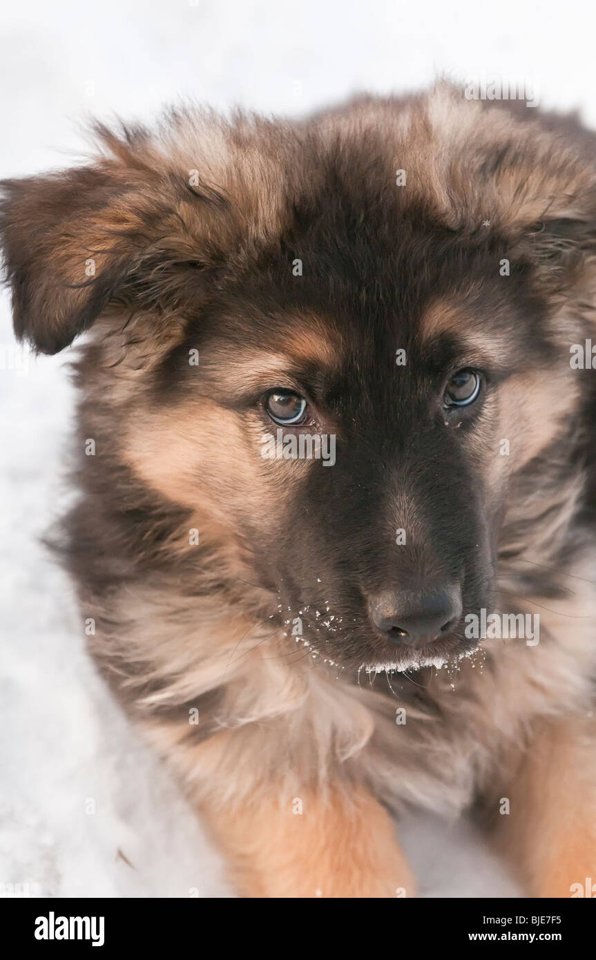 Berger Allemand, Canis lupus familiaris, poil long chiot, 10 semaines, sitting in snow Banque D'Images