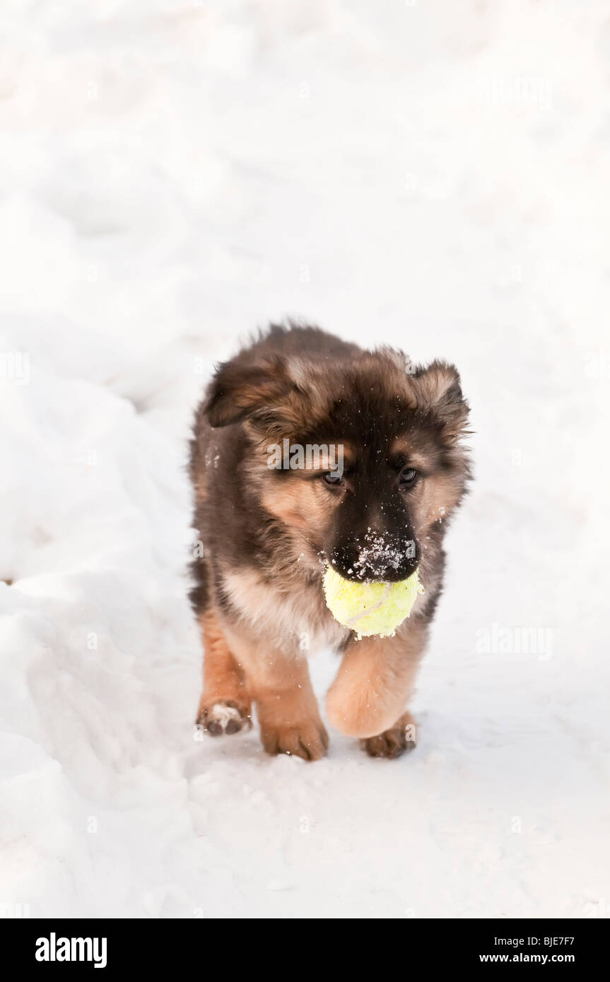 Berger Allemand, Canis lupus familiaris, chiot à poil long, de 10 semaines, dans la neige, exécutant avec balle de tennis Banque D'Images