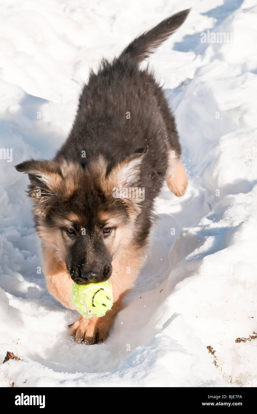 Berger Allemand, Canis lupus familiaris, poil long chiot, 10 semaines, jouent dans la neige avec balle de tennis Banque D'Images