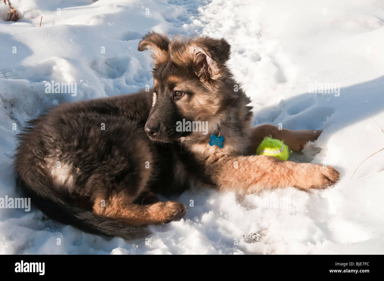 Berger Allemand, Canis lupus familiaris, poil long chiot, 13 semaines, dans la neige avec balle de tennis Banque D'Images