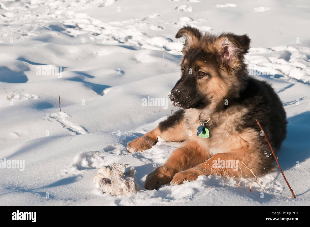 Berger Allemand, Canis lupus familiaris, poil long chiot, 13 semaines, portant dans la neige Banque D'Images